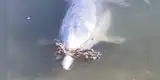 Ingenioso delfín lleva regalos a los humanos a cambio de comida [FOTOS]