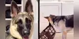 Perro sorprende con habilidad para realizar los quehaceres del hogar durante cuarentena [VIDEO]