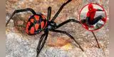 Niños se dejan picar por viuda negra para ser Spider-Man [VIDEO]
