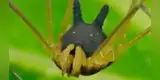 Araña 'cara de perro': Conoce al arácnido que se volvió viral [VIDEO]