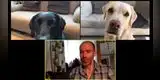 Periodista hace videollamada con sus perros y 'charla' es un éxito en Facebook
