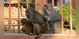India: Monos roban muestras de sangre de pacientes con coronavirus [VIDEO]