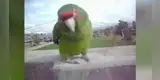 Lorito se emociona al escuchar huayno y termina ofreciendo un espectáculo para su dueño [VIDEO]