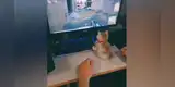Gato demuestra su destreza jugando videojuegos y deja atónito a su dueño [VIDEO]