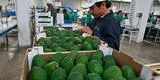 Línea de supermercados de Corea del Sur anunció distribución y venta de la palta peruana
