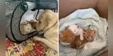 Perrita adopta a gatitos huérfanos y los cuida como sus cachorros [FOTOS Y VIDEO]