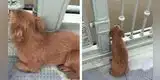 YouTube: Perrito espera a dueño quien se suicidó en Wuhan y hace llorar al mundo [VIDEO]