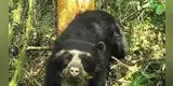 Oso de anteojos: ¿Qué es y cuáles son sus características?