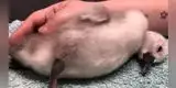 Maltrato animal: Deportista patea a un cisne bebé y le provoca daño cerebral