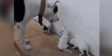 Perro 'regaña' a sus cachorros traviesos y la reacción de sus crías se vuelve viral [VIDEO]