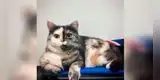 Gatita se vuelve tendencia en redes sociales por su peculiar rostro [VIDEO]