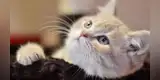 Gato es descubierto por su dueño viendo ‘atentamente’ su dibujo animado favorito [VIDEO]