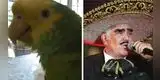 Loro fanático de las rancheras canta 'Volver' de Vicente Fernandez y sorprende a miles [VIDEO]