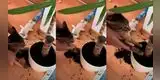 Hombre castiga a sus gatos haciéndolos limpiar su travesura [VIDEO]