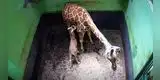 Cámaras de seguridad de un zoológico graban el nacimiento de una jirafa [VIDEO]