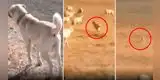Facebook: Perro guardián ‘encara’ a lobo para defender a sus ovejas [VIDEO]