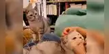 Gato ve a su dueña acariciando a otro felino y su reacción se vuelve viral [VIDEO]