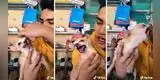 Intenta exorcizar a su perro y este sorprende en TikTok con diabólica reacción [VIDEO]