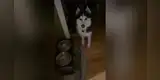Perro despierta a su dueño en plena madrugada para 'exigir' su comida [VIDEO]