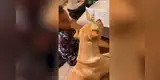 Niño le enseña a su perro a leer y su madre los descubre en plena ‘lecciones de lectura’ [VIDEO]