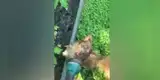 Perrito le encanta el agua y tiene divertida reacción cuando su dueño riega el jardín [VIDEO]