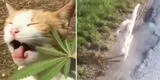 Gato come cannabis y realiza curiosas piruetas al sufrir efectos alucinógenos [VIDEO]