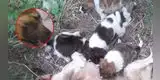 Perrita es encontraba con un alambre atado al cuerpo, mientras amamantaba a sus cachorros [VIDEO]
