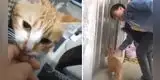 Gatita guía a su dueño para que la vea dar a luz y le presente a sus crías [VIDEO]