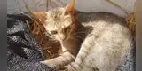 Gatito 'empolla' huevos y los cuida como si fuesen sus crías [VIDEO]