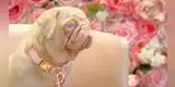La perrita de “color rosado” que enamora a todos en las redes sociales [VIDEO]