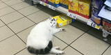 Gato entra a un supermercado para robar comida, pero se queda dormido en la escena del crimen