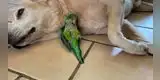 Perro le salva la vida a un lorito y termina convirtiéndose en su hermano mayor [VIDEO]