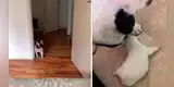 Perrita lleva a su bebé recién nacido al cuarto de su dueña para presentárselo [VIDEO]
