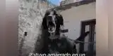 Rescatan a perrito que vivió amarrado al techo toda su vida y ahora luce irreconocible [VIDEO]