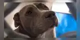 Perrito llorando de tristeza al ser abandonado conmueve las redes [VIDEO]