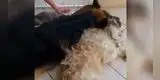 Perrito llora desconsoladamente al creer que su amigo estaba muerto [VIDEO]