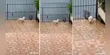 TikTok: Perrita se encuentra con cocodrilo y protagonizan tenso momento [VIDEO]
