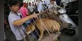 China abre su feria anual de carne de perro en plena pandemia COVID-19