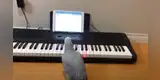 Lorito toca ‘Happy Birthday’ en el órgano de su dueña y sorprende a miles con su talento musical [VIDEO]
