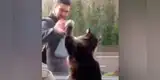 Gato saluda de una manera peculiar a los vecinos y dueño graba la divertida escena [VIDEO]
