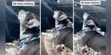 Perrito canta tema de Whitney Houston y causa furor con su interpretación [VIDEO]