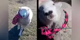 Joven se reencuentra con oveja que crió de bebé y ambos protagonizan tierna escena [VIDEO]