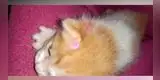 Gatita busca a su dueña para que la ayude a dar a luz y conozca a sus bebés [VIDEO]