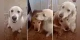 El tierno gesto de un perro para pedir disculpas a su amigo [VIDEO]