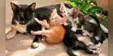 Gata se reencuentra con sus crías y protagonizan tierno momento [VIDEO]