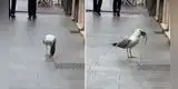 Twitter: Captan a gaviota comiendo a enorme rata de un solo bocado [VIDEO]