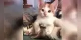 Gatitos enamoran a todos con sus particulares muestras de amor [VIDEO]
