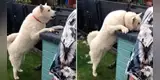 Perrita ‘encara’ a su dueña después de verla acariciando a la mascota del vecino y escena se vuelve viral [VIDEO]