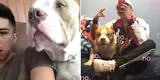 Joven defiende a su perro pitbull: “No come ni sus croquetas y va a morder a un niño” [FOTOS]