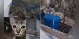 Usuarios denuncian que familia cría gatos para luego comérselos [VIDEO]